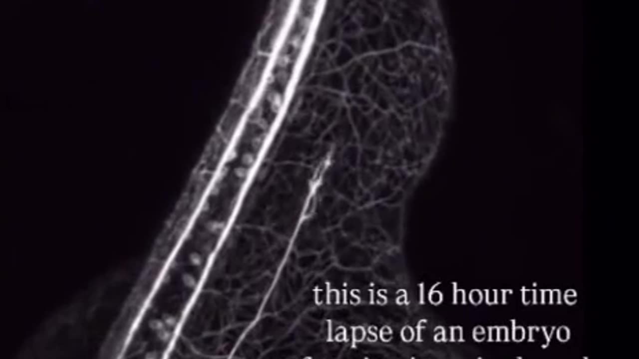 Psalm 139:13-14: God knit me together in the womb.