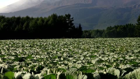 As prices soar, more Japanese take to growing their own food