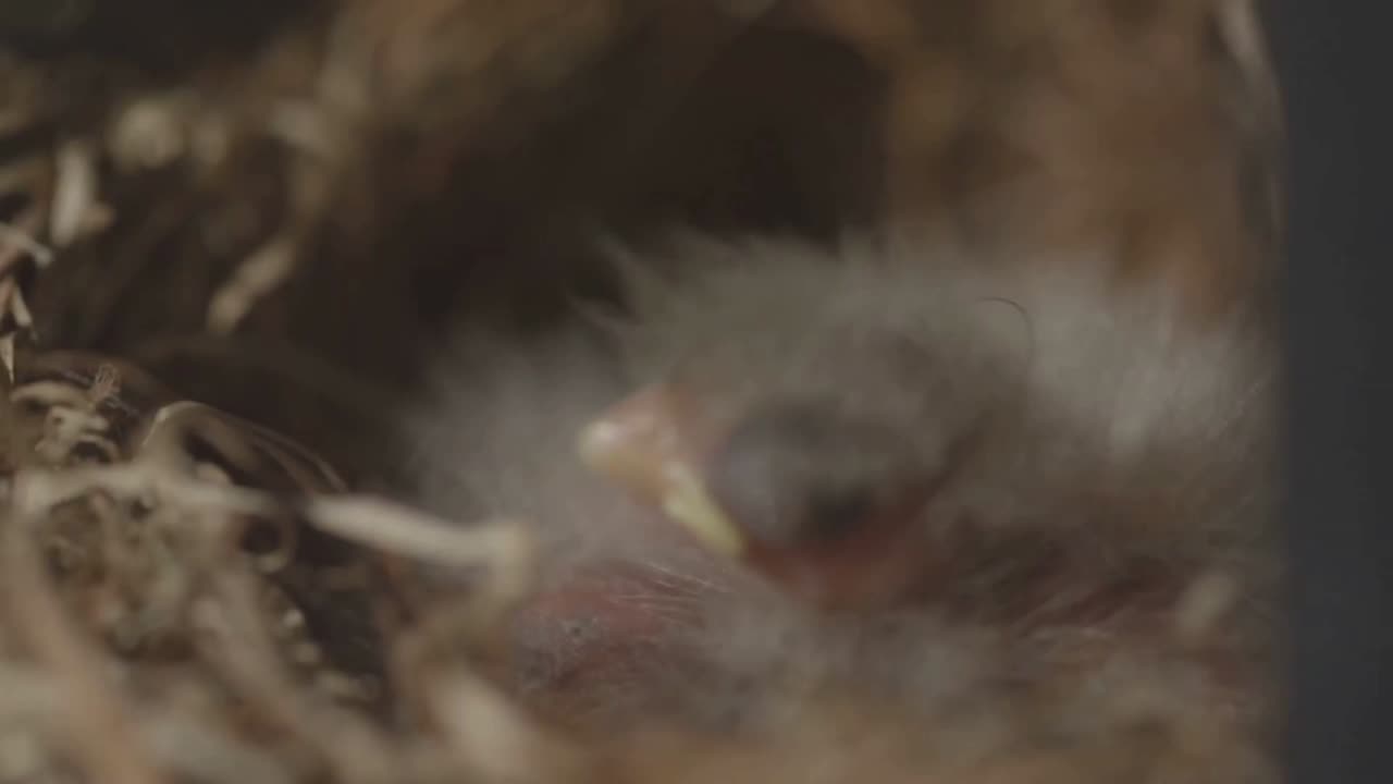 恐竜が空を選んだ日