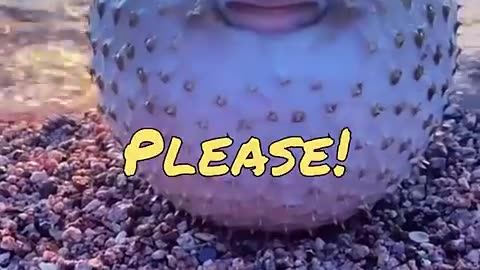 Trending: Funny Animal Videos 2023 - Comedy Voiceover! #12😹🐶🤣