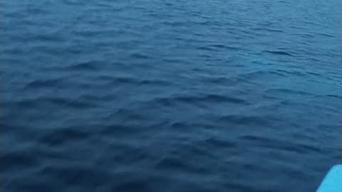 Rare Giant Oceanic Manta Ray Spotted by Fisherman