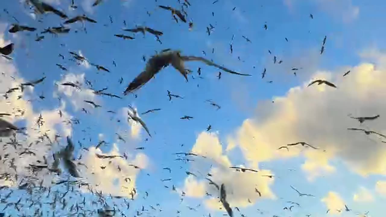 Thousands of birds gathered in one place