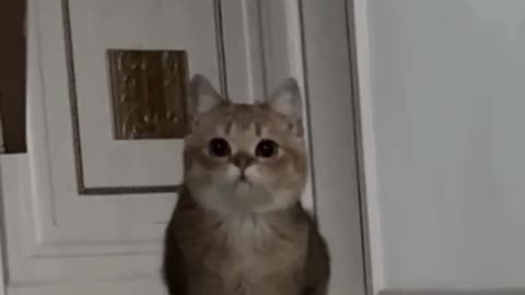 Who can resist a goofy little kitten?