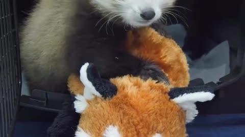 Baby red panda