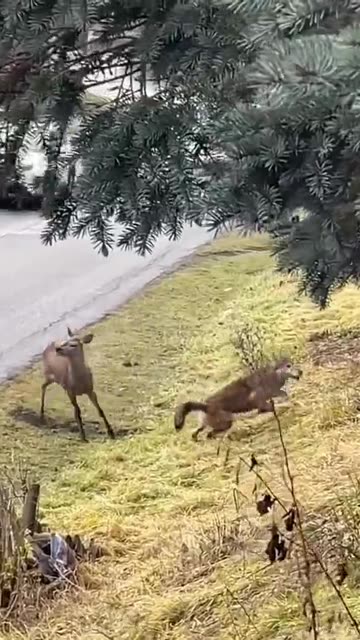 A young deer escapes a wolf and takes refuge in a house's enclosure