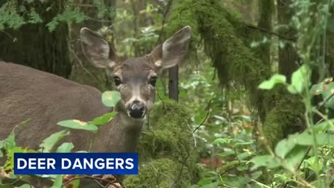 Driver killed after striking deer identified as Ambler man
