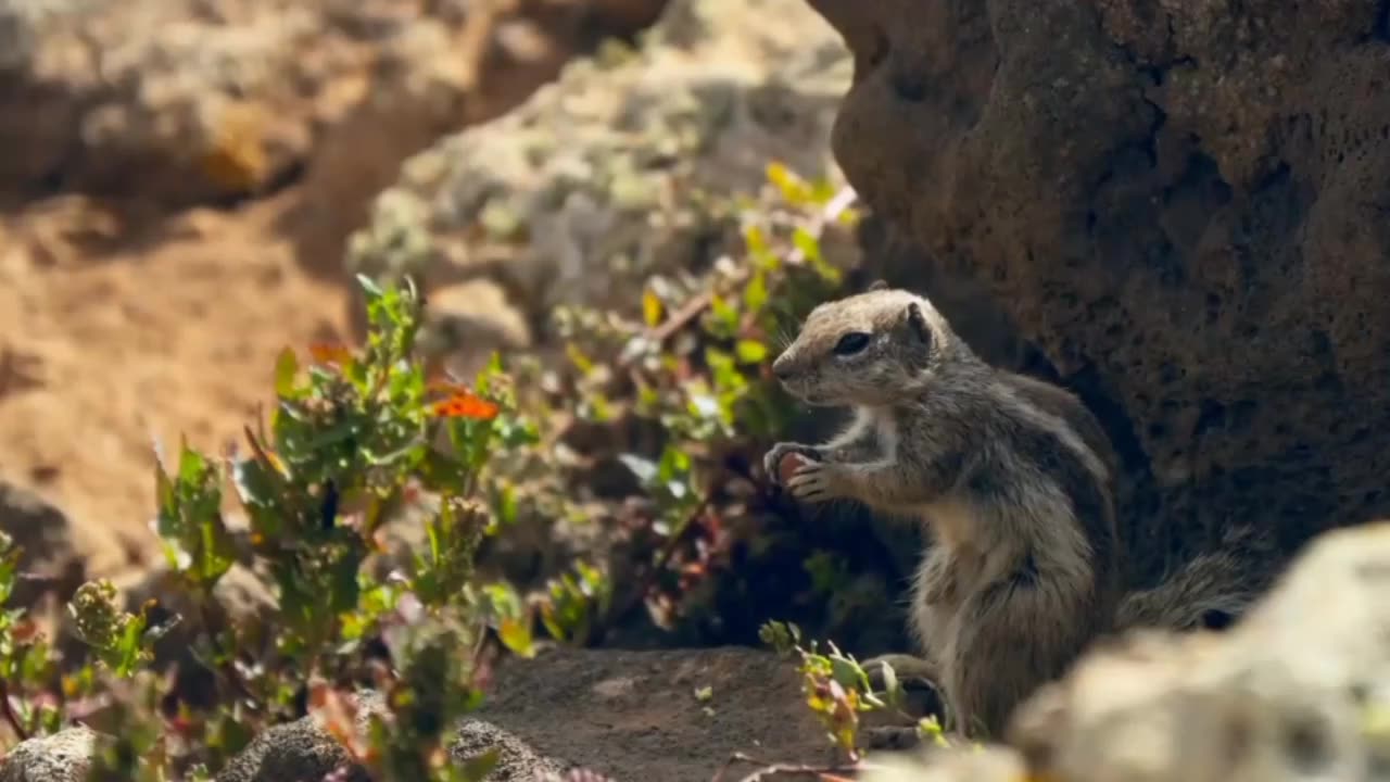 "Wildlife Wonders: Untold Stories of Animals"