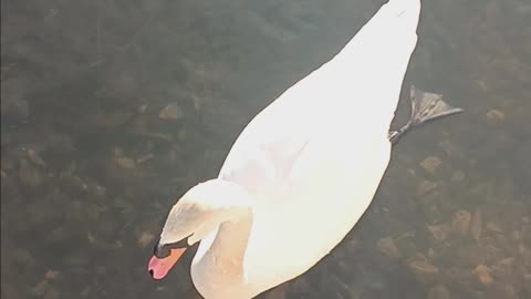 Swans kissena park