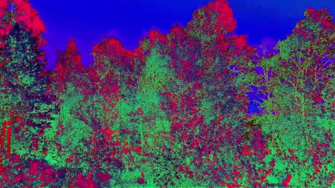 i hid in a tree for a bit