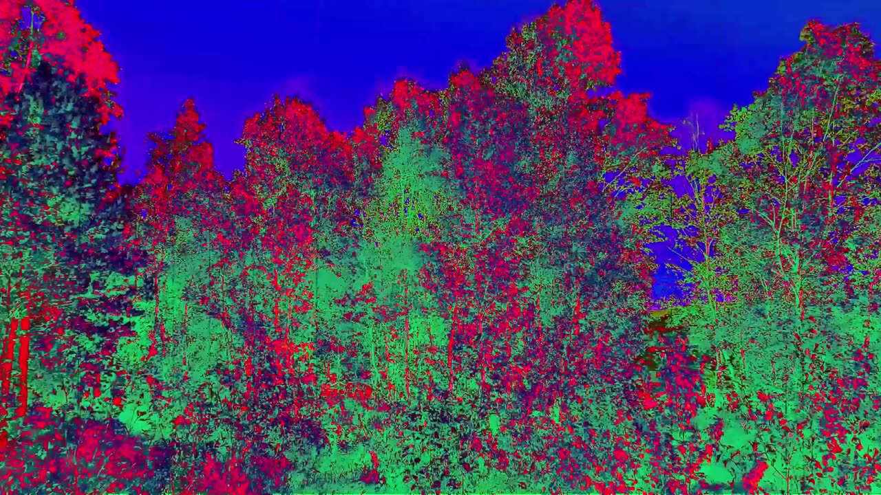 i hid in a tree for a bit