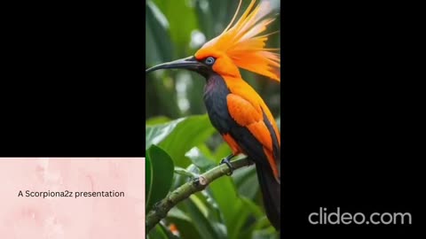 Amazing colourful birds
