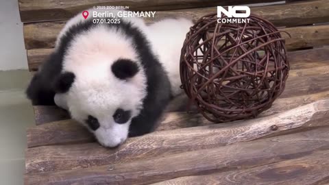 NO COMMENT: Nueva zona de juegos para crías de pandas en el zoo de Berlín