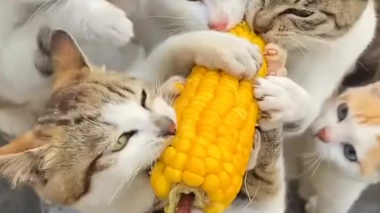 Hilarious Cat Fight Over Corn – You Won’t Believe Their Reaction!