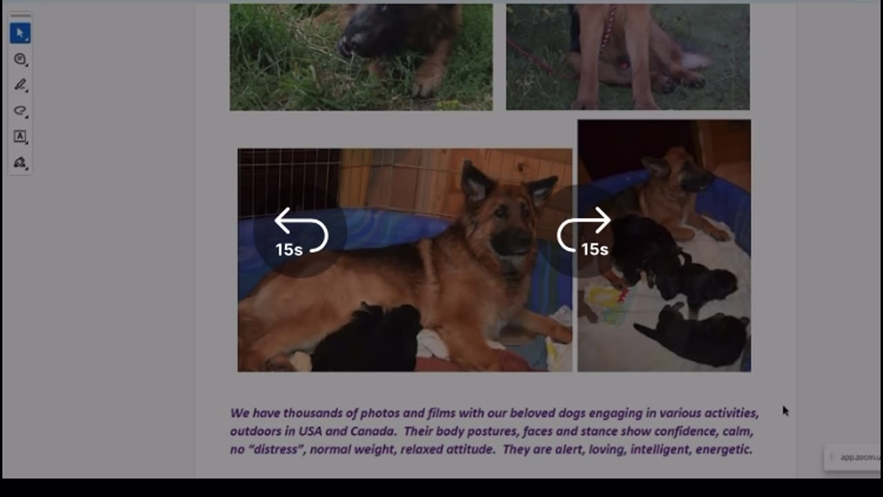 🇨🇦BC SPC - Canada is not FREE! 🐕