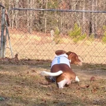Little dachshund dog falls in the hole, then looks to see who pushed