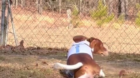 Little dachshund dog falls in the hole, then looks to see who pushed