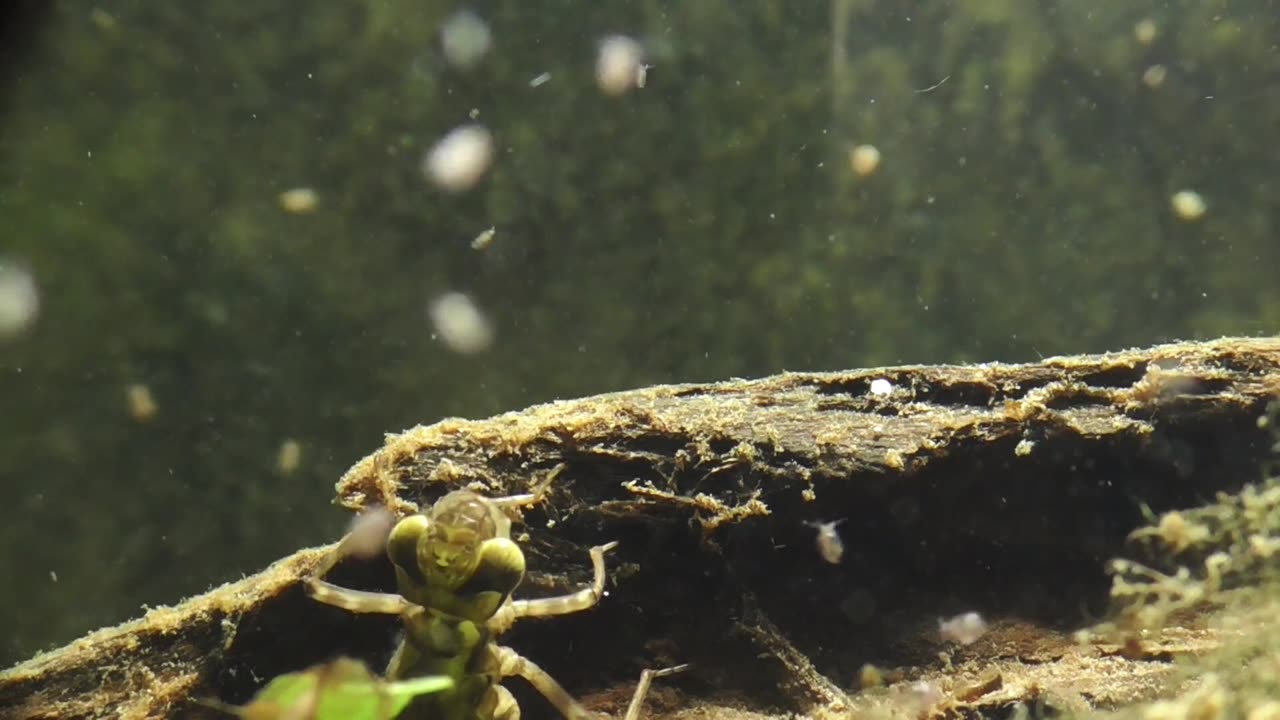 Dragonfly Nymph Hunts Water Flea