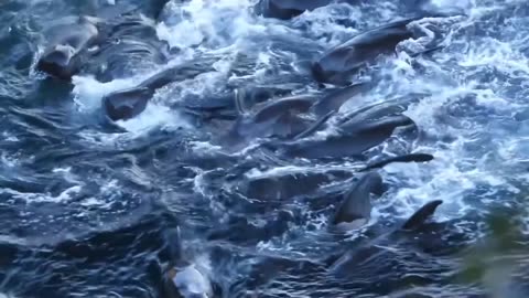 Taiji Japan - Unimaginable cruelty to pilot whales