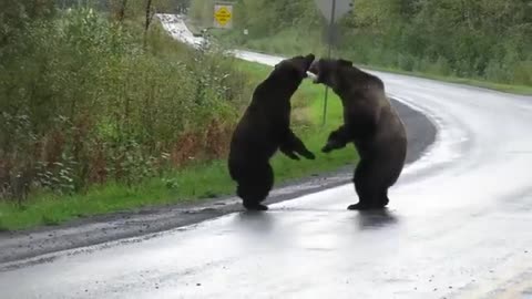 Epic grizzly bear fight!