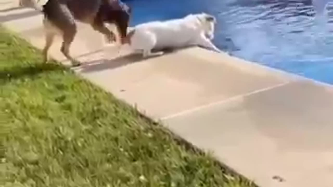 Funny dogs