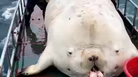 Giant sea creature caught by fishermen