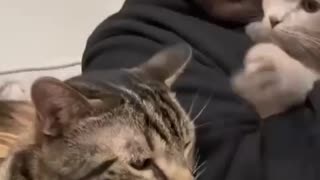 Trending: WATCH HOW JEALOUS MY CAT GETS 😂😅 #shorts #viral