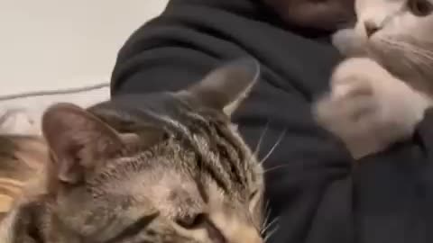 Trending: WATCH HOW JEALOUS MY CAT GETS 😂😅 #shorts #viral