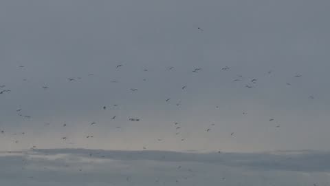 Colony Of Seagulls Flying In North Wales