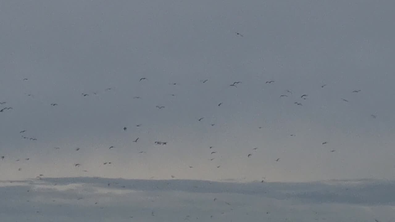 Colony Of Seagulls Flying In North Wales