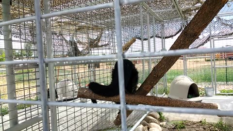 Bearcat is quite active today!