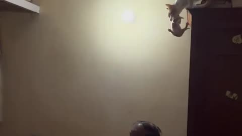 Mama Cat Makes a Big Jump With Her Kitten