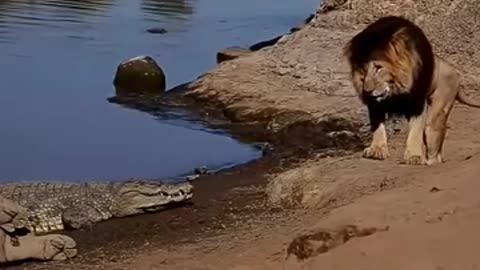 animals