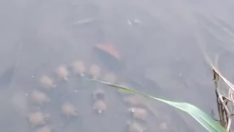 Fellowship of the Shells