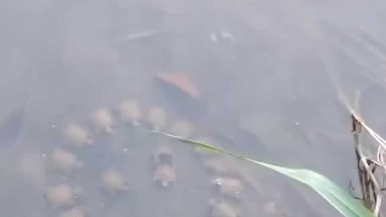Fellowship of the Shells