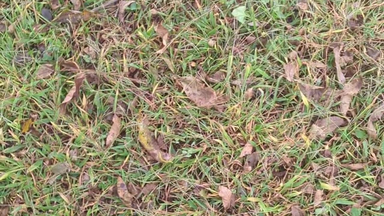 Pecan harvesting