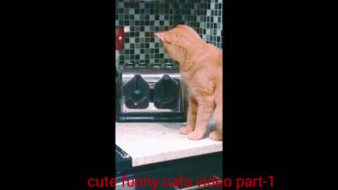 Cute cats funny video