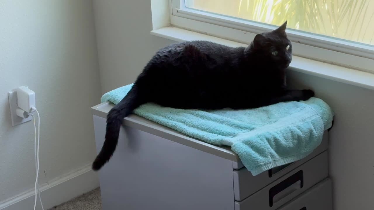 Cute Precious Piper Practices Her Geometry - My Adopted Shelter Cat Vlog