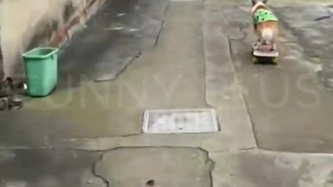 Funny animal