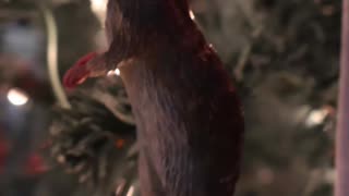 This Is Scabbers! Quick Look: Nemesis Ornament #harrypotter #christmas