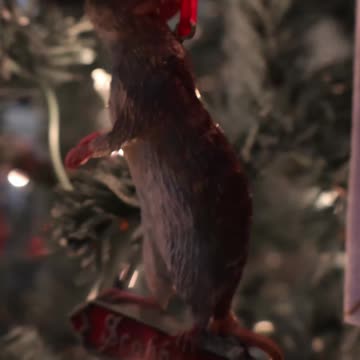 This Is Scabbers! Quick Look: Nemesis Ornament #harrypotter #christmas