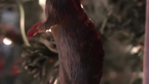 This Is Scabbers! Quick Look: Nemesis Ornament #harrypotter #christmas