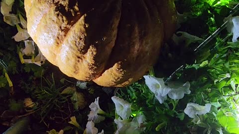 A Cinderella pumpkin gone to the dark side Feature Venue