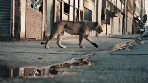 🤯🌎 This is What Would Happen if All Humans Sudden Disappeared! | FeedMyCuriosity