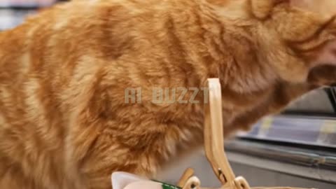 Orange Cat Goes Grocery Shopping for Lunch!