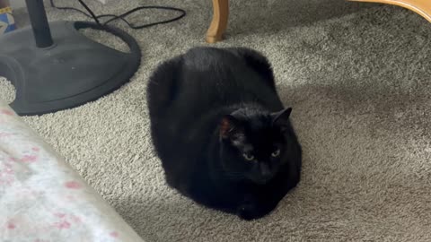 Cute Precious Piper Does Sweet Faces - My Adopted Shelter Cat Vlog