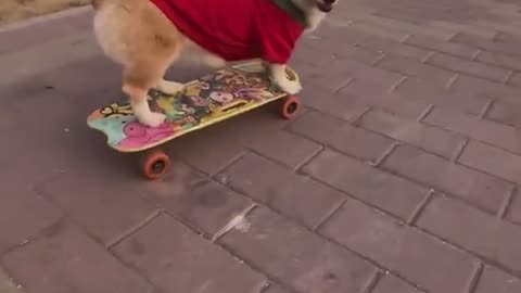 🐶🐾Skateboarding🛹Corgi w/a Heart 💟 Shaped Fur Tail. Joy Abounding.