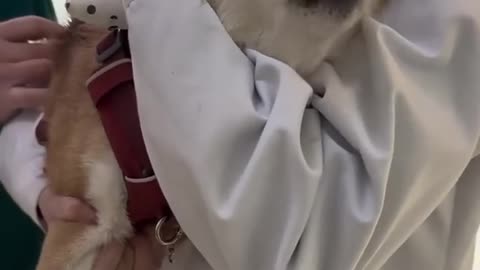 Dogs reaction to injection