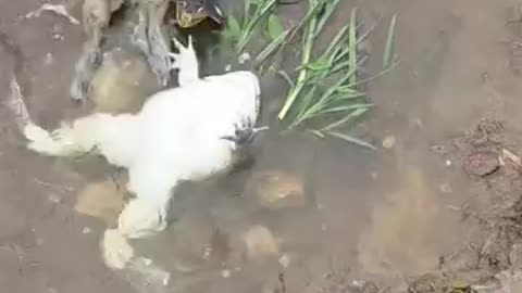 Funny videos 😂 of fish 🐟 and frogs