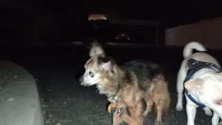 Villanova Chiquis doggie walk rest stop I'm very careful, Villanova's bones are fragile20251005712