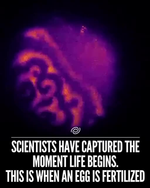 New footage of the moment life begins.